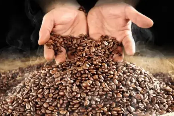 Requisitos para exportar café desde Bolivia